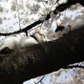 /album/galeria-de-fotos/ap-05-gatos-am-1-jpg/